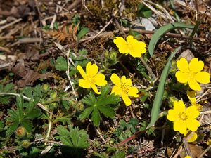 Mochna jarní (Potentilla tabernaemontani)