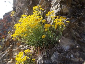 Tařice skalní (Aurinia saxatilis)