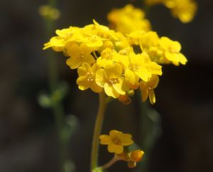 Tařice skalní (Aurinia saxatilis)