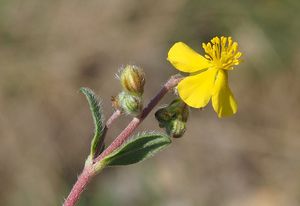 Devaterník šedý (Helianthemum canum)