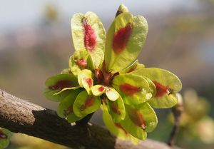 Jilm habrolistý (Ulmus minor)