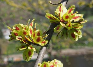 Jilm habrolistý (Ulmus minor)