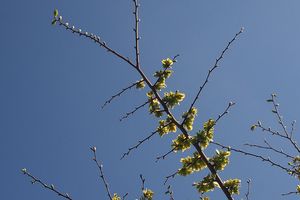 Jilm habrolistý (Ulmus minor)