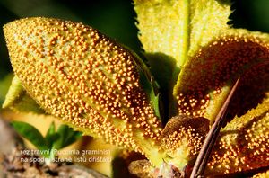 Dřišťál obecný (Berberis vulgaris)