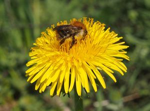 Pampeliška sekce Ruderalia (Taraxacum sect. Ruderalia)