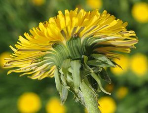 Pampeliška sekce Ruderalia (Taraxacum sect. Ruderalia)