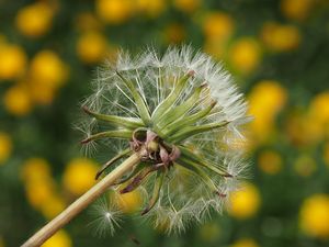 Pampeliška sekce Ruderalia (Taraxacum sect. Ruderalia)