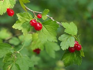 Rybíz alpinský (Ribes alpinum)