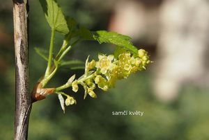 Rybíz alpinský (Ribes alpinum)