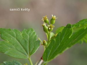 Rybíz alpinský (Ribes alpinum)