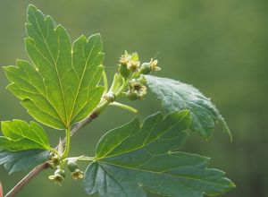 Rybíz alpinský (Ribes alpinum)