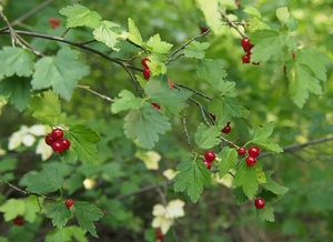 Rybíz alpinský (Ribes alpinum)