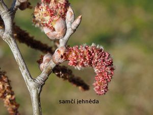 Topol bílý (Populus alba)