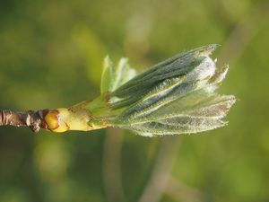 Jeřáb břek (Sorbus torminalis)