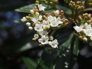 Kalina pražská (Viburnum x pragense)