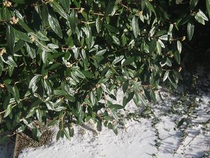 Kalina pražská (Viburnum x pragense)