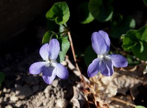 Violka Rivinova (Viola riviniana)