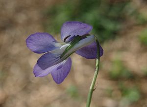 Violka Rivinova (Viola riviniana)