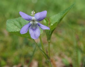 Violka Rivinova (Viola riviniana)