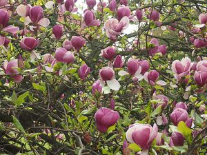 Šácholan liliokvětý (Magnolia liliiflora)