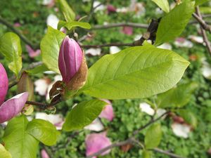 Šácholan liliokvětý (Magnolia liliiflora)