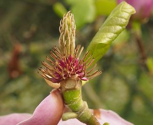 Šácholan liliokvětý (Magnolia liliiflora)