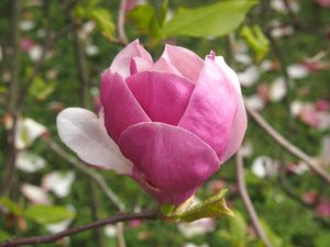 Šácholan liliokvětý (Magnolia liliiflora)