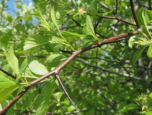 Hloh kuří noha (Crataegus crus-gali)