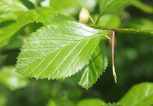 Hloh kuří noha (Crataegus crus-gali)