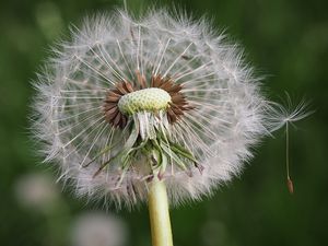 Pampeliška sekce Ruderalia (Taraxacum sect. Ruderalia)