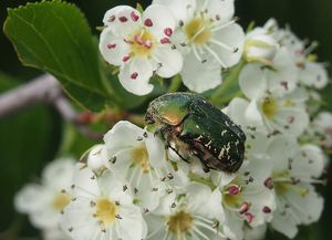 Hloh kuří noha (Crataegus crus-gali)