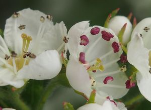 Hloh kuří noha (Crataegus crus-gali)