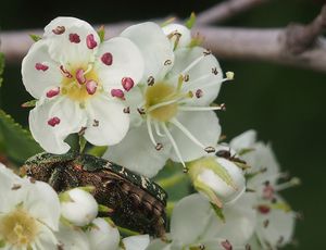 Hloh kuří noha (Crataegus crus-gali)