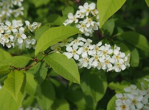 Střemcha obecná (Prunus padus)