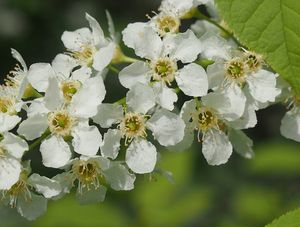 Střemcha obecná (Prunus padus)