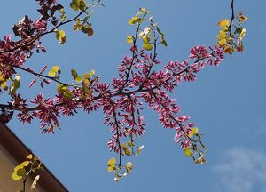 Zmarlika Jidášova  (Cercis siliquastrum)