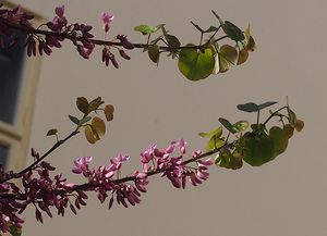 Zmarlika Jidášova  (Cercis siliquastrum)