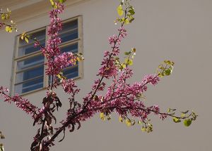 Zmarlika Jidášova  (Cercis siliquastrum)