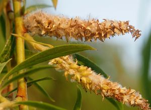 vrba babylonská - kultivary (Salix babylonica - cv.)