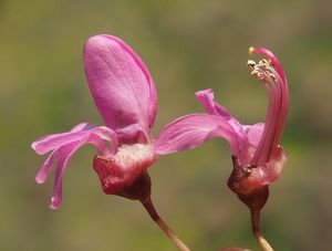 Zmarlika Jidášova  (Cercis siliquastrum)