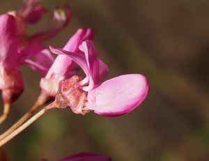 Zmarlika Jidášova  (Cercis siliquastrum)