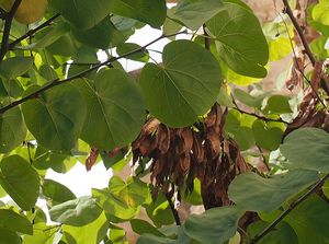 Zmarlika Jidášova  (Cercis siliquastrum)