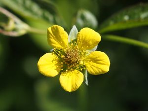 Kuklík městský (Geum urbanum)