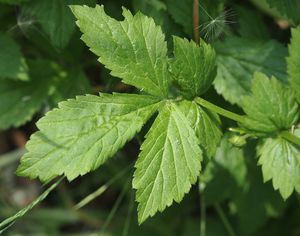 Kuklík městský (Geum urbanum)