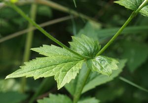 Kuklík městský (Geum urbanum)