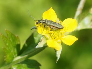 Kuklík městský (Geum urbanum)