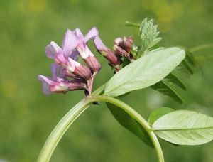 Vikev plotní (Vicia sepium)