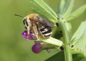 Vikev úzkolistá (Vicia angustifolia)