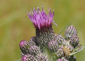 Pcháč bahenní (Cirsium palustre)