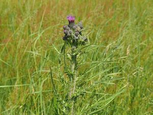 Pcháč bahenní (Cirsium palustre)